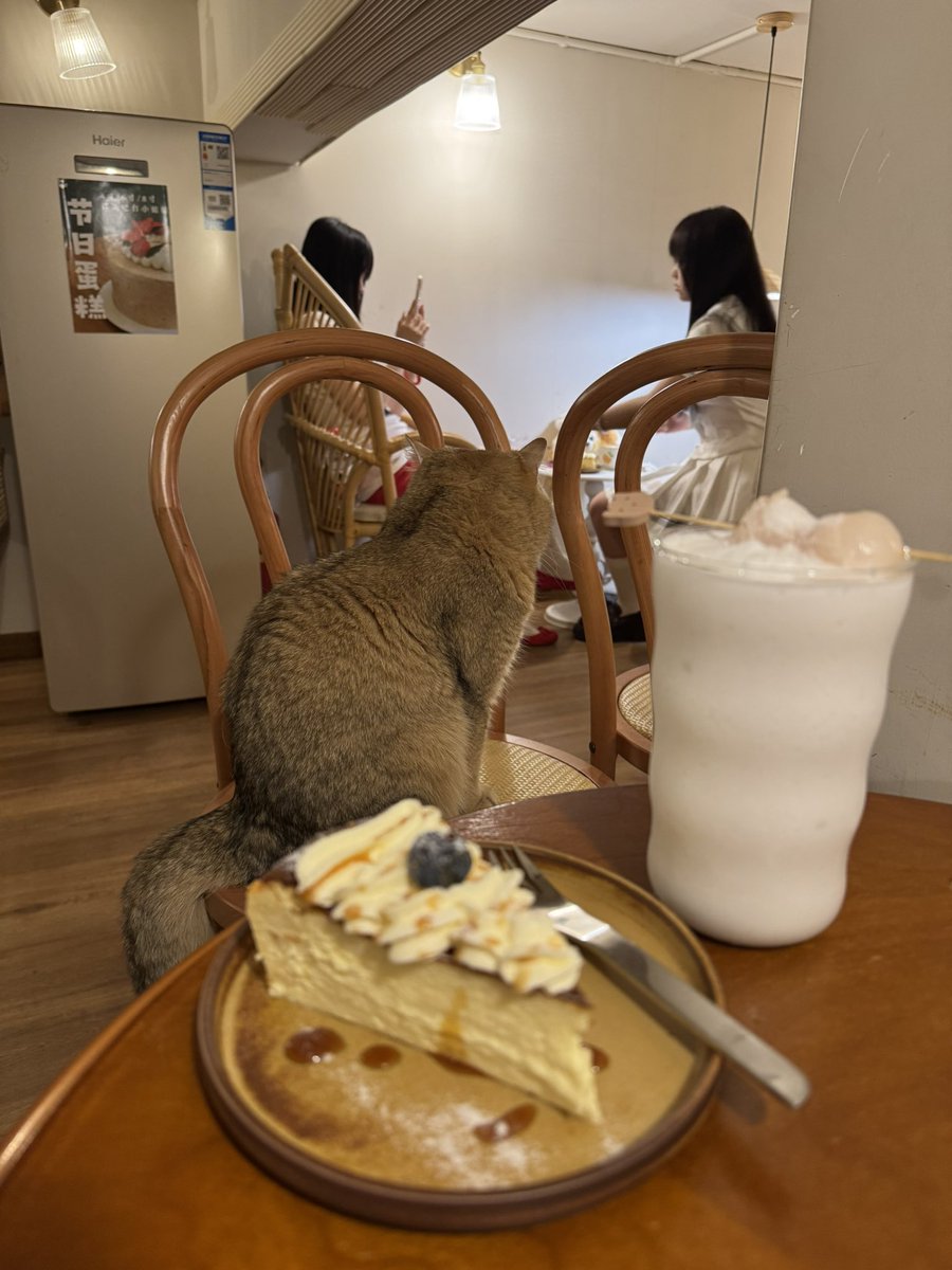viviangdtv's tweet photo. 小貓咪也會愛吃芝士蛋糕嗎?
#cupping吸瓶 #Basquecake #cheesecake https://t.co/Fm3JEqHNpa