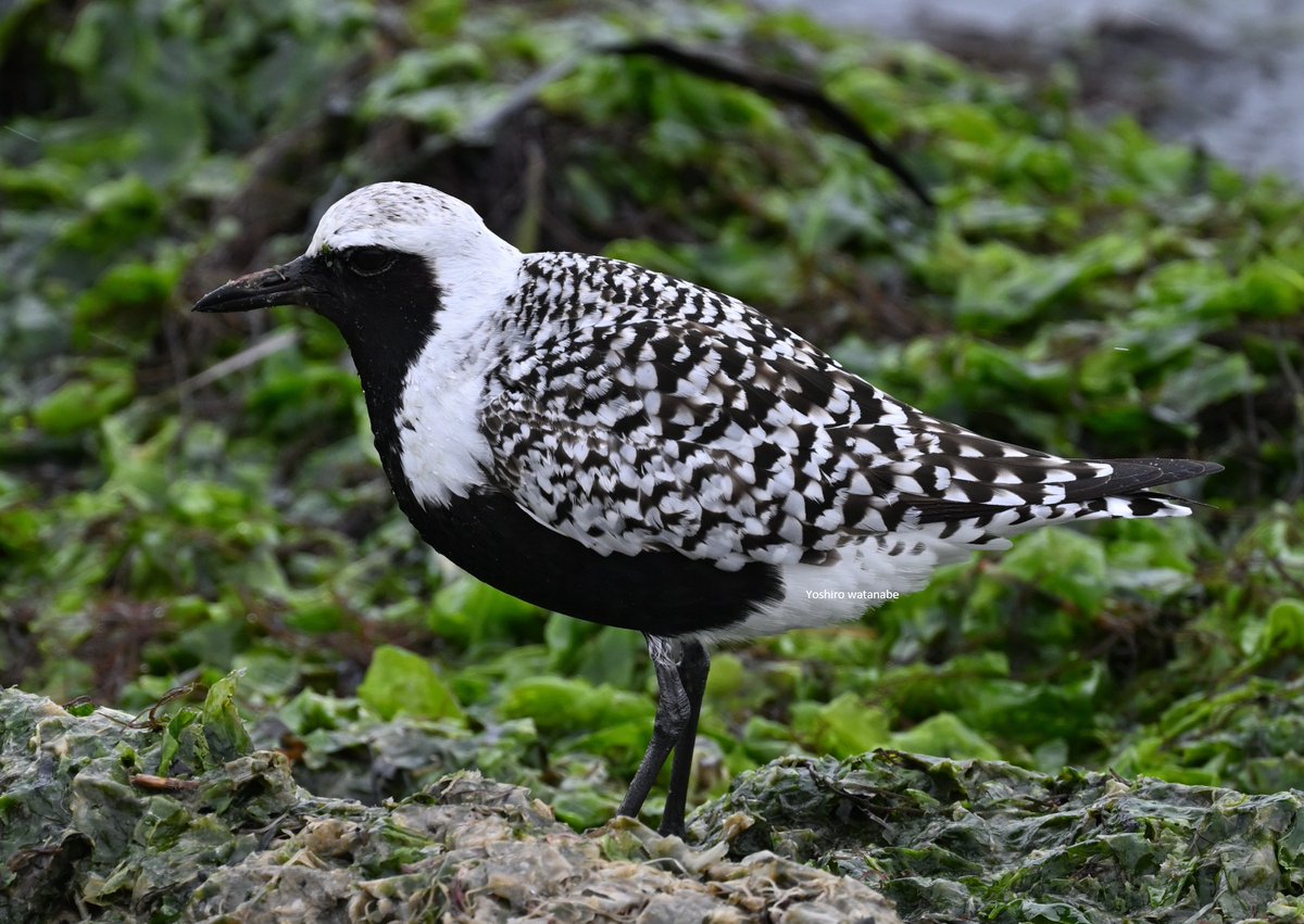 似たもの同士.Similar birds.(上段:左)クサシギ(右)タカブシギ(下段:左)ムナグロ(下段:右)ダイゼン(Upper row:Left)Green Sandpiper(right)Wood Sandpiper(Lower row:Left)Pacific Golden Plover(right)Grey Plover #birdphotography #wildlifephotography #野鳥 #野鳥写真 #野鳥撮影 #シギ #チドリ