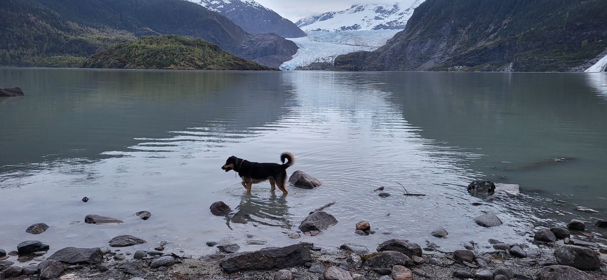 Yooperbear_'s tweet photo. Sisu, with the Mendenhall Glacier in the background https://t.co/zzYUx0PtZj