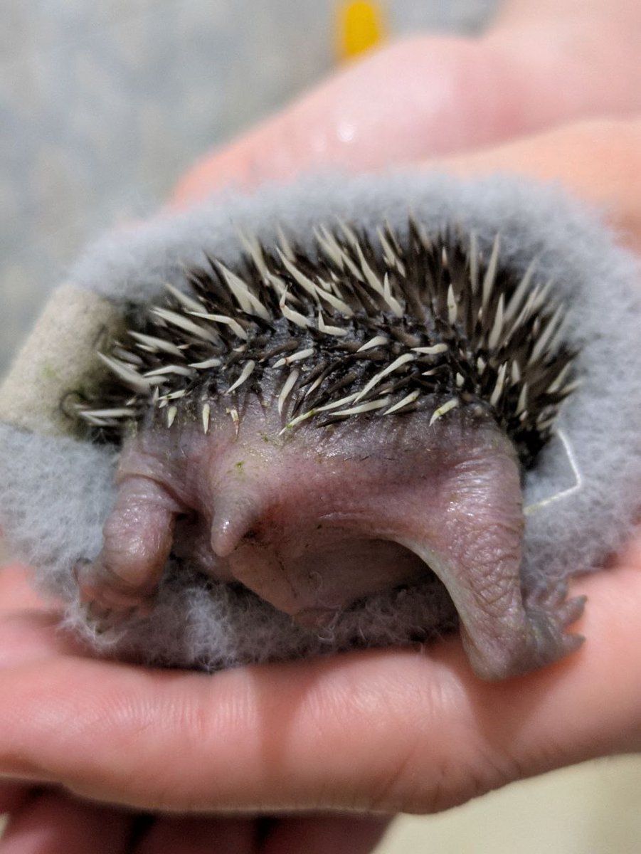 Тримайте дупу їжаченяти. Щоб ви ото не думали, випадково, що я розумний і серйозний.