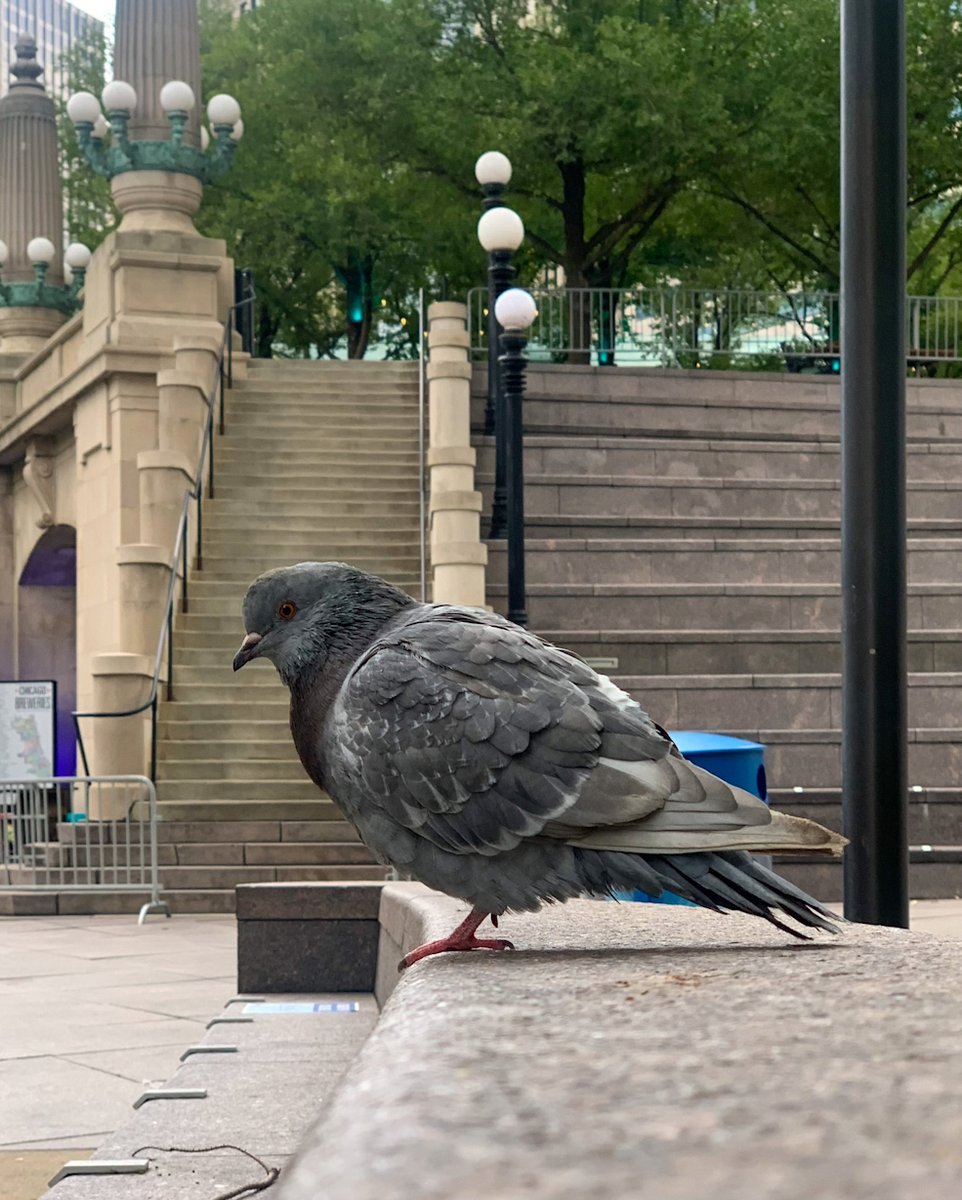 a_london_pigeon's tweet image. This pigeon landed next to me during lunch #Chicago 
 Matt Esparza @matthewesp #October2020