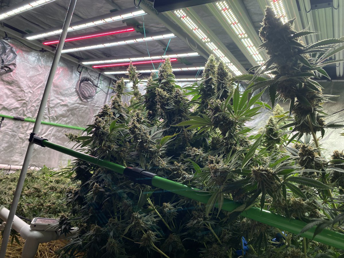 J Baked tweet media