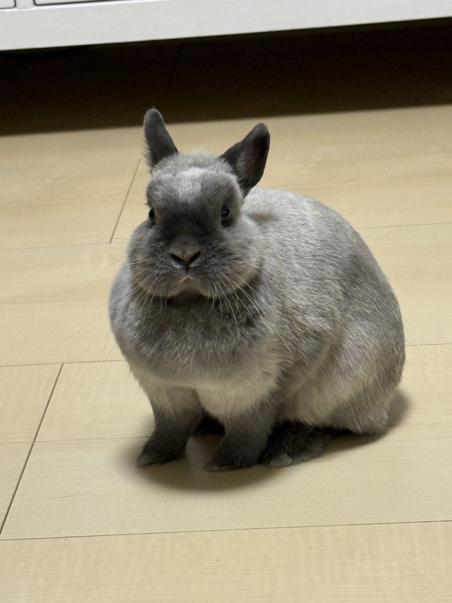 おはようございまふ🐰
#ネザーランドドワーフ