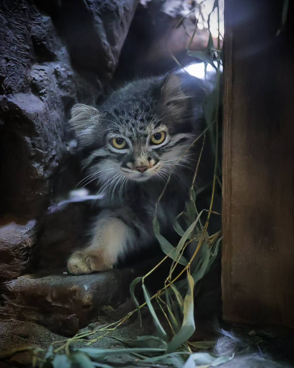 Daily Manul tweet media