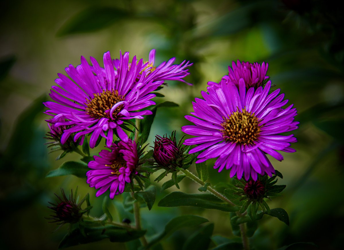 AdmiredArt tweet media