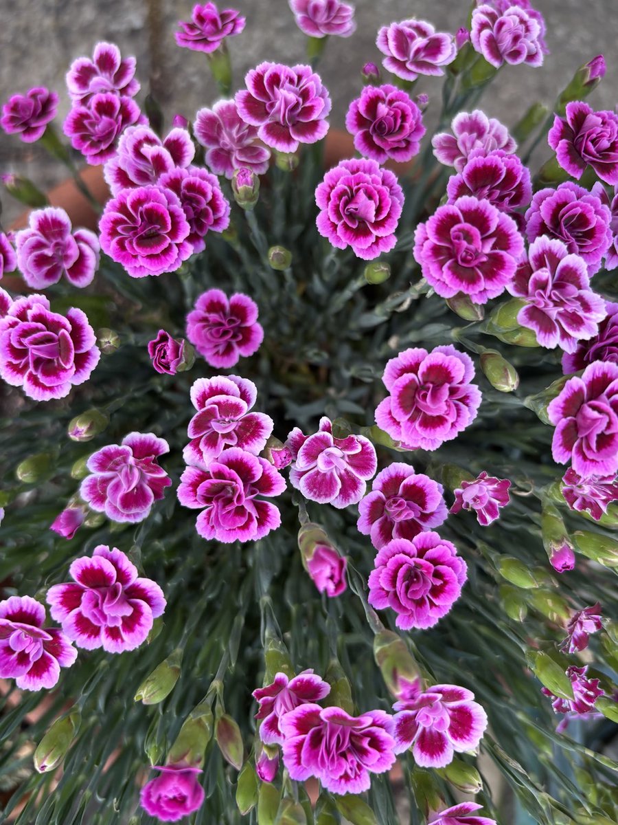 In my garden right now trying not to think of a million things that are currently making me feel sad &amp; angry while enjoying the clove-sweet smell of these pinks, which just might be my favourite scent of all time. 

#dianthus #pinks #carnations #sweetwilliam #scentofspring