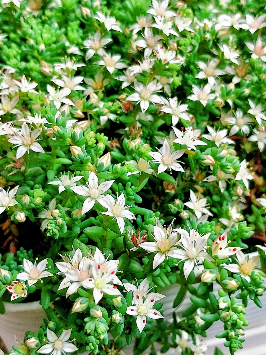 e9m16i's tweet photo. 𝐺𝑜𝑜𝑑 𝑚𝑜𝑟𝑛𝑖𝑛𝑔︎ ☕️🍃

ミルキーウェイ🌼*･
毎日続々と沢山の花を見せてくれてます。
本当に可愛くて癒されてます✨

#多肉植物 #ミルキーウェイ
#多肉の花 #milkyway
#cuteFlower
2025/05/26 am7 https://t.co/W9hCIE1fsI