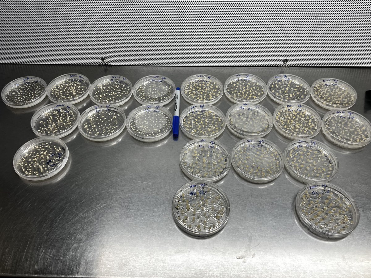 James Schnable (@szintri) on Twitter photo When I started my lab it was all in silico.
Then all in silico but we also grow a few plants and do the occasional RNA-seq.
Then all in silico but we have big field experiments.
Now all in silico but we (<a href="/Chidu_ullagaddi/">CHIDANAND ULLAGADDi</a>) transform 2000+ embryos a week. When I started my lab it was all in silico.
Then all in silico but we also grow a few plants and do the occasional RNA-seq.
Then all in silico but we have big field experiments.
Now all in silico but we (<a href="/Chidu_ullagaddi/">CHIDANAND ULLAGADDi</a>) transform 2000+ embryos a week.