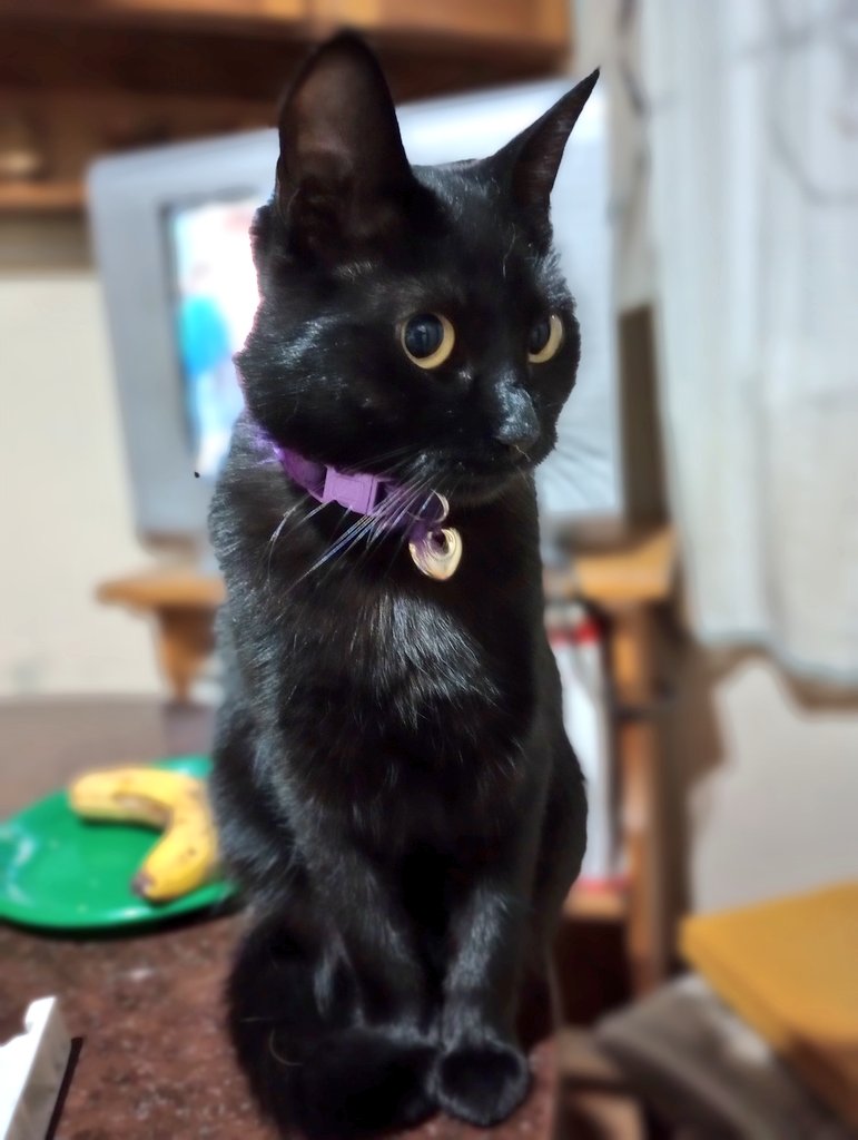 SoyCaniches0613's tweet photo. A ningún ser humano le aguanto tanto la invasión de mi espacio personal como a esta gatita, a veces se pone re densa cuando estoy con el celu...Igual te amo, mi panterita hermosa 🥰
#NinaSimone #MiniPanther #CatsOfTwittter https://t.co/RrDfv6lQFB