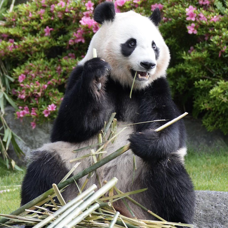 パンダの工房123 ぱんだぱんち🫙 (@G7qDy6Dbu6X9YTn) / Posts / X