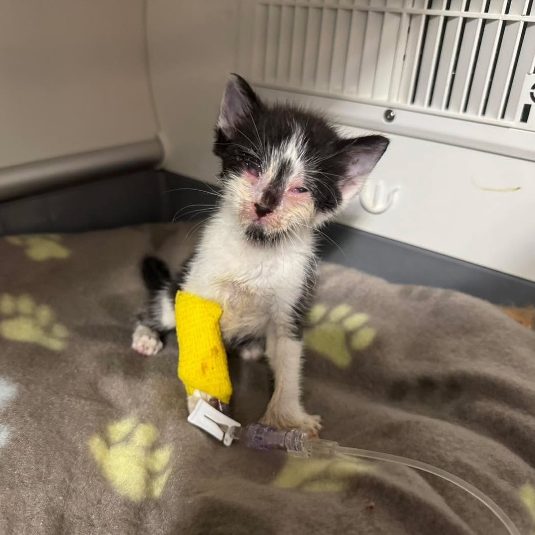 ‼️URGENT PLEDGES 🙏
Our little man is still hanging on💛

He gave me two more scares last night trying to enter kitty heaven with his glucose dropping into the 20s (we want it around 100). So I put him on a CRI of dextrose. Since then he’s been *stable*. I use that word loosely.