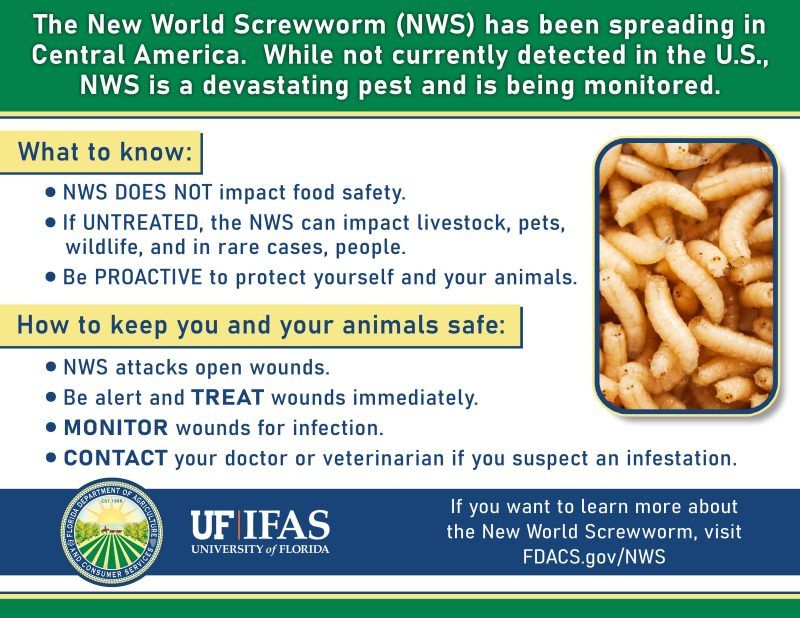 UF Experts Explain Screwworm Risk to Florida - In light of the spread of screwworm in Mexico. FDACS is urging livestock professionals to look for symptoms of screwworms.  Screwworm maggots burrow into an animal and cause serious damage to the animal.  buff.ly/HdTxM6z
