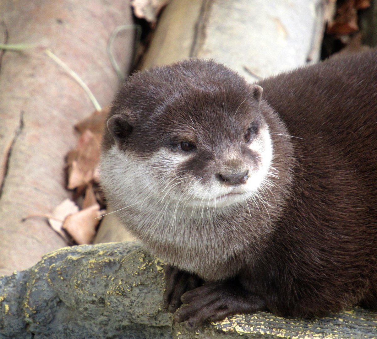 ⭐︎@無言取引OKです 〇ふぁー〇 (@WrEwxUadjHx7JCM) / Posts / X