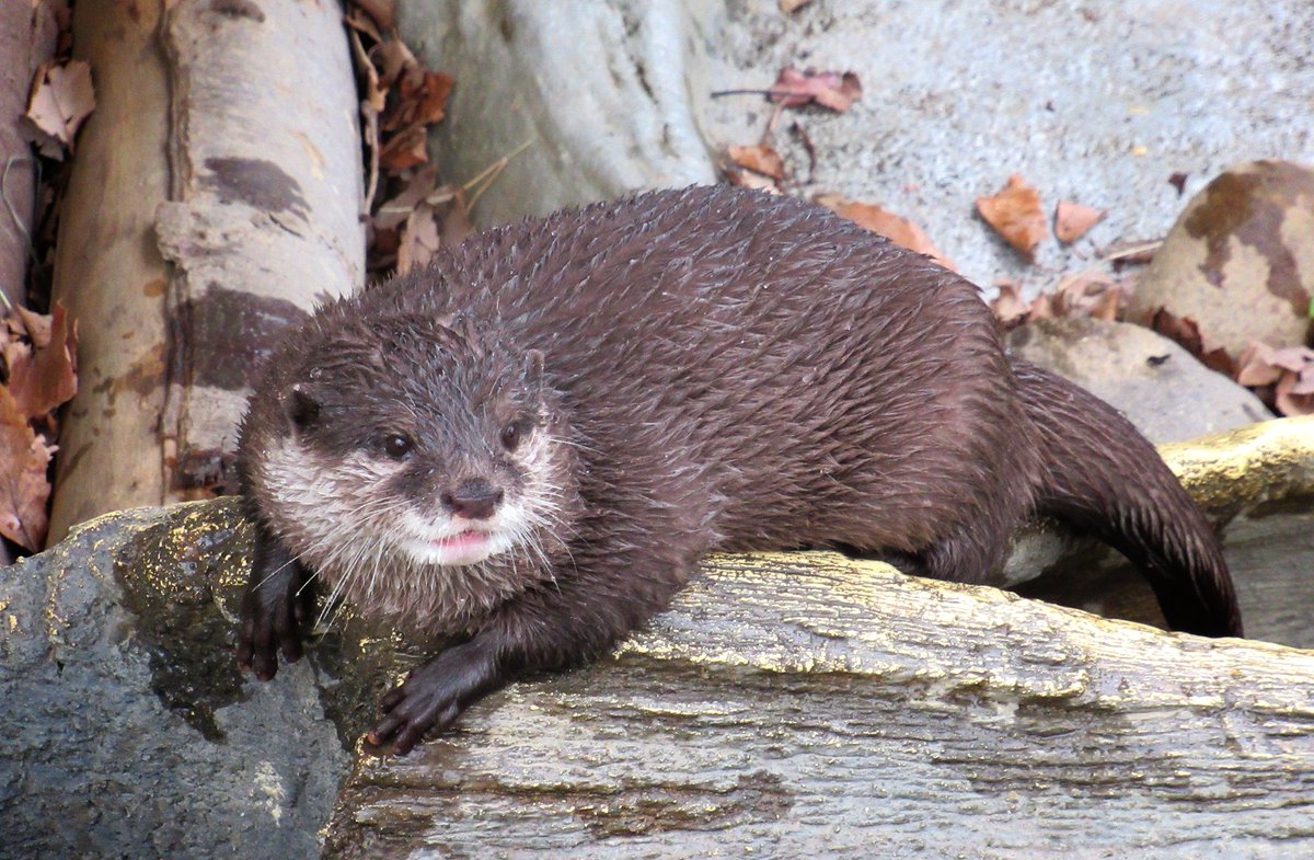 〇ふぁー〇 (@WrEwxUadjHx7JCM) / Posts / X