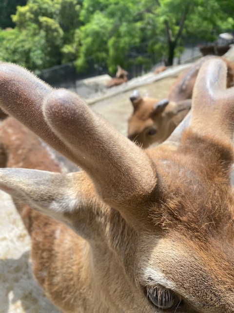 ハナジカ舎より、今年の落角が全頭終わりました！片角の瞬間を見ること