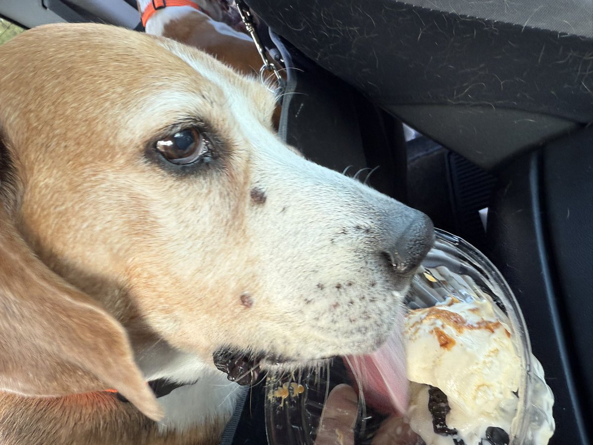 HoundDogLove1's tweet photo. Best part about mini vacations is pup cups! Especially pup cups drizzled in peanut butter! #beage #beaglelife #icecream https://t.co/bBxj1LisME