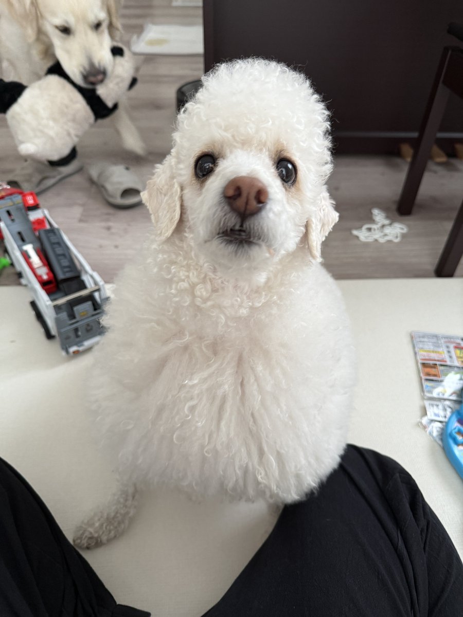 muuuuuu72's tweet image. 朝の幼稚園準備でバタバタして構ってあげられなかった2人、無事にバスを見送っておもちゃを片付けてる時に「次は僕たちの番でしょ？」と見つめてくるこの瞬間が愛おしくて好き