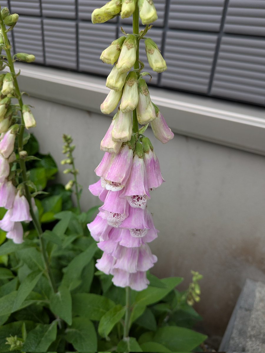 ジギタリスもいい感じ…✨天気は……😭
週末の度に天気が悪いので、何も出来ないです🥲