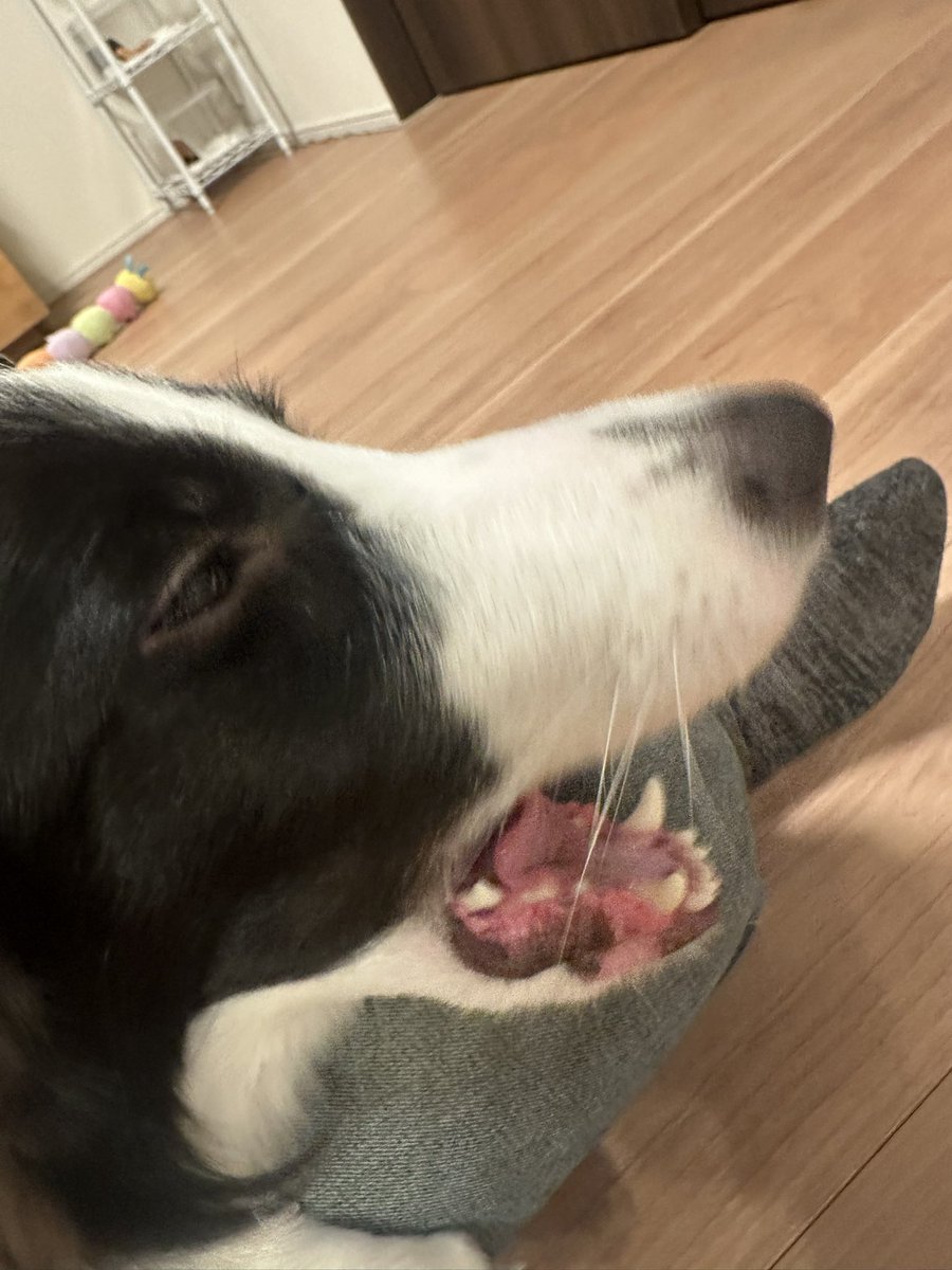 膝の上が、定位置

#ボーダーコリー
#犬
#border collie
#犬のいる暮らし