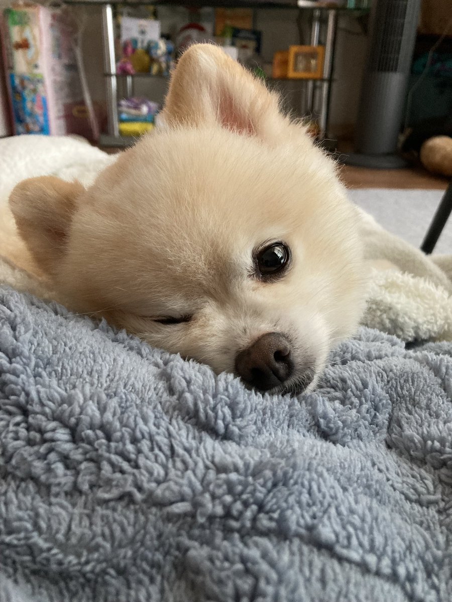 ぽんすけ大先生 on X