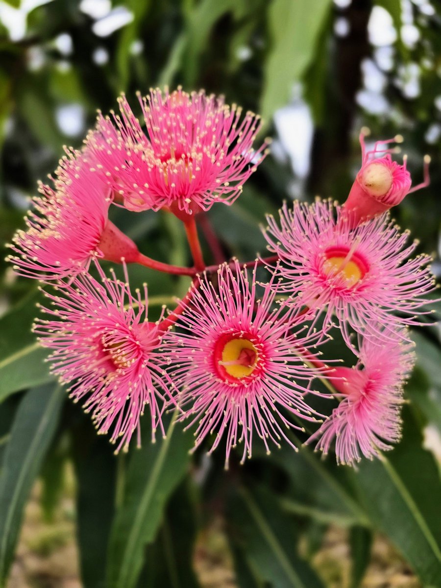 mischiefretsnom's tweet image. 🎶 Out on the patio we'd sit,
And the humidity we'd breathe,
We'd watch the lightning crack over canefields
Laugh and think that this is Australia 🎶 

Pink Gumnut flowers 🌸 

#NativeFlora #EucalyptusBloom
#ThisIsAustralia