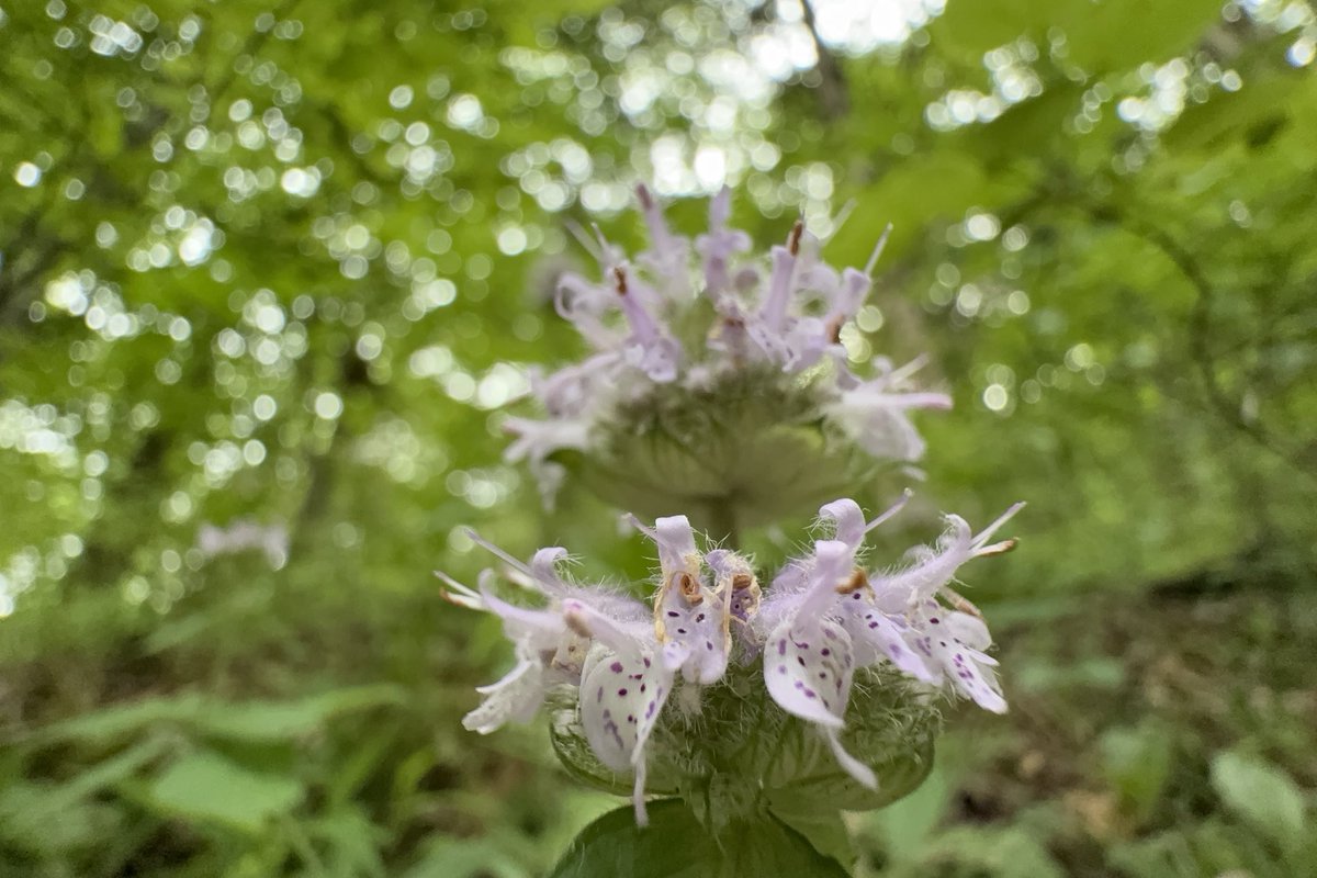 Sam Oldenburg tweet media