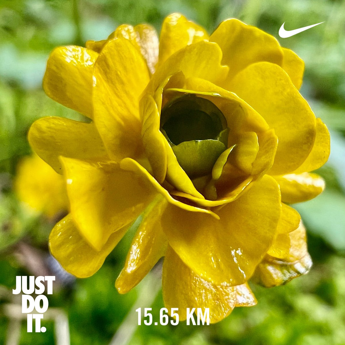 tamakoto55's tweet photo. Have a nice day ☁️& nice running👟
Today’s 🏃🏼:15.7km / May: Σ266.7km
Today’s 🌸:Machida Tokyo🇯🇵
🏃♂️➡️ #NRC #TATTA #ランニング #朝ラン #イマソラ #放送衛星基地局 #薬師池公園 #菖蒲田 #花菖蒲咲き始め
🌼➡️ #花写真 #flower #nature #ハイキンポウゲ #這金鳳花 #RanunculusRepens https://t.co/YsrFJvCEcE