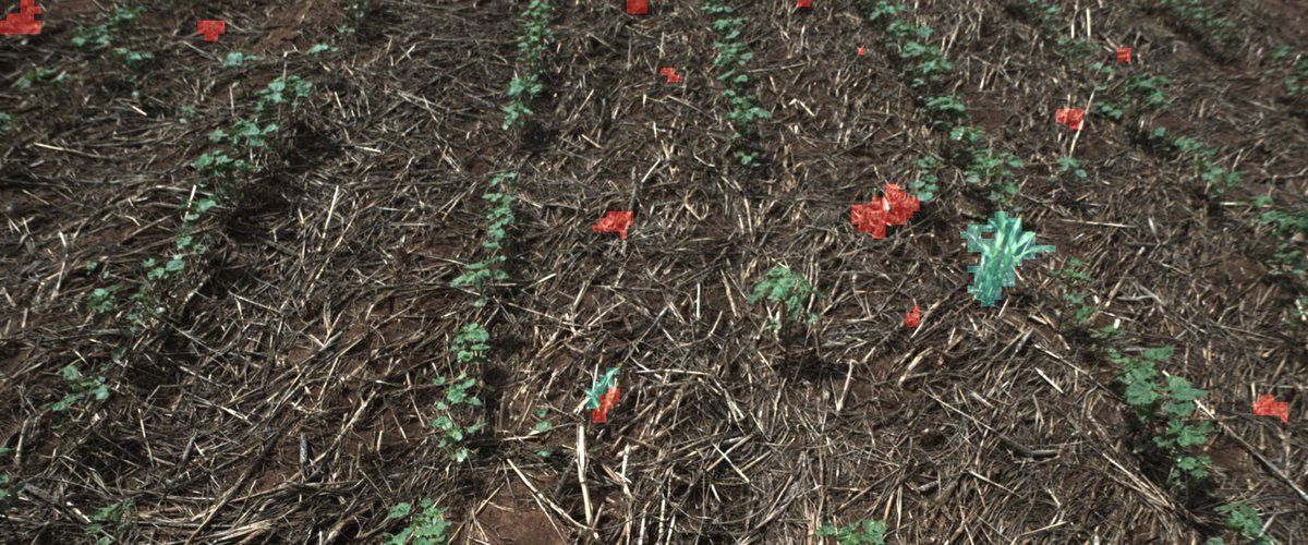 Bilberry (now part of PTx Trimble) (@bilberryagri) on Twitter photo Cotton algorithms are now available!
Spot spray broadleaf, grass or all weeds in Cotton crops using <a href="/BilberryAgri/">Bilberry (now part of PTx Trimble)</a> . The image below illustrates our solution detecting weeds early in the crops growth cycle. Reach out for more info.🌱 #cotton Cotton algorithms are now available!
Spot spray broadleaf, grass or all weeds in Cotton crops using <a href="/BilberryAgri/">Bilberry (now part of PTx Trimble)</a> . The image below illustrates our solution detecting weeds early in the crops growth cycle. Reach out for more info.🌱 #cotton