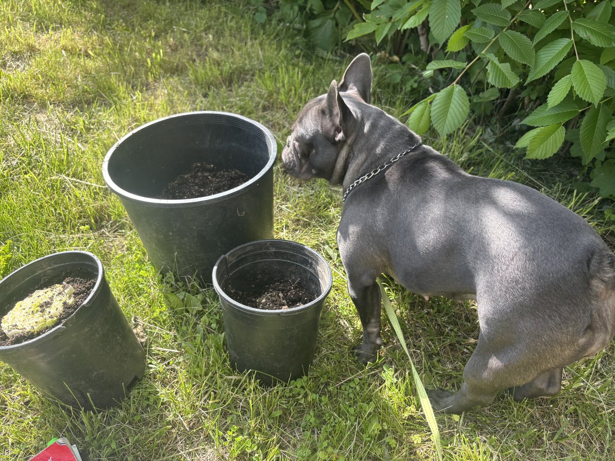 BuiltFromNothin's tweet photo. That little plant? It doesn’t look like much.
But soon it’s gonna feed somebody.

That dog? He don’t look stressed.
He just posted in the sun, waiting for the next move.

And me? I’m right there too.
Built from NOTHIN♾️. Growing every day https://t.co/iC5jNHSuuP