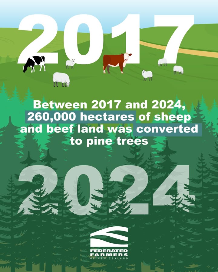 Pine trees are eating up sheep and beef land —not because forestry is a better use of that land, but because of New Zealand’s flawed ETS settings 🌲 🐑