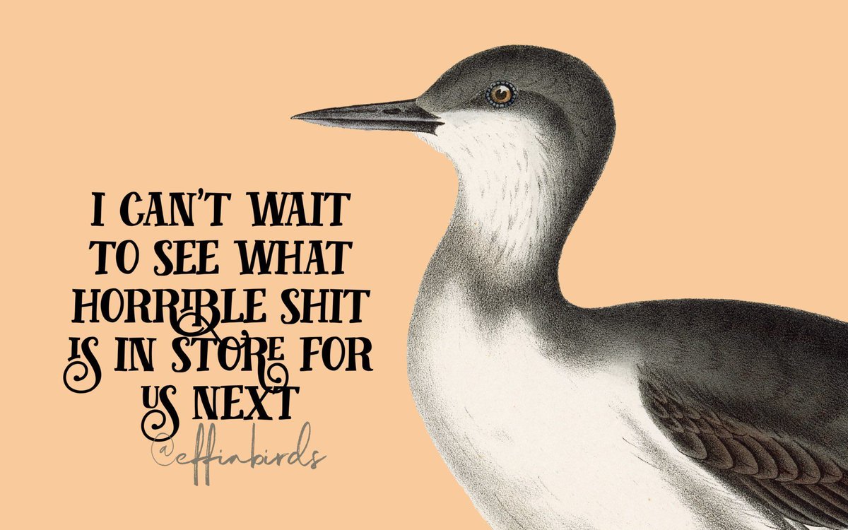 Effin' Birds (@effinbirds) on Twitter photo 