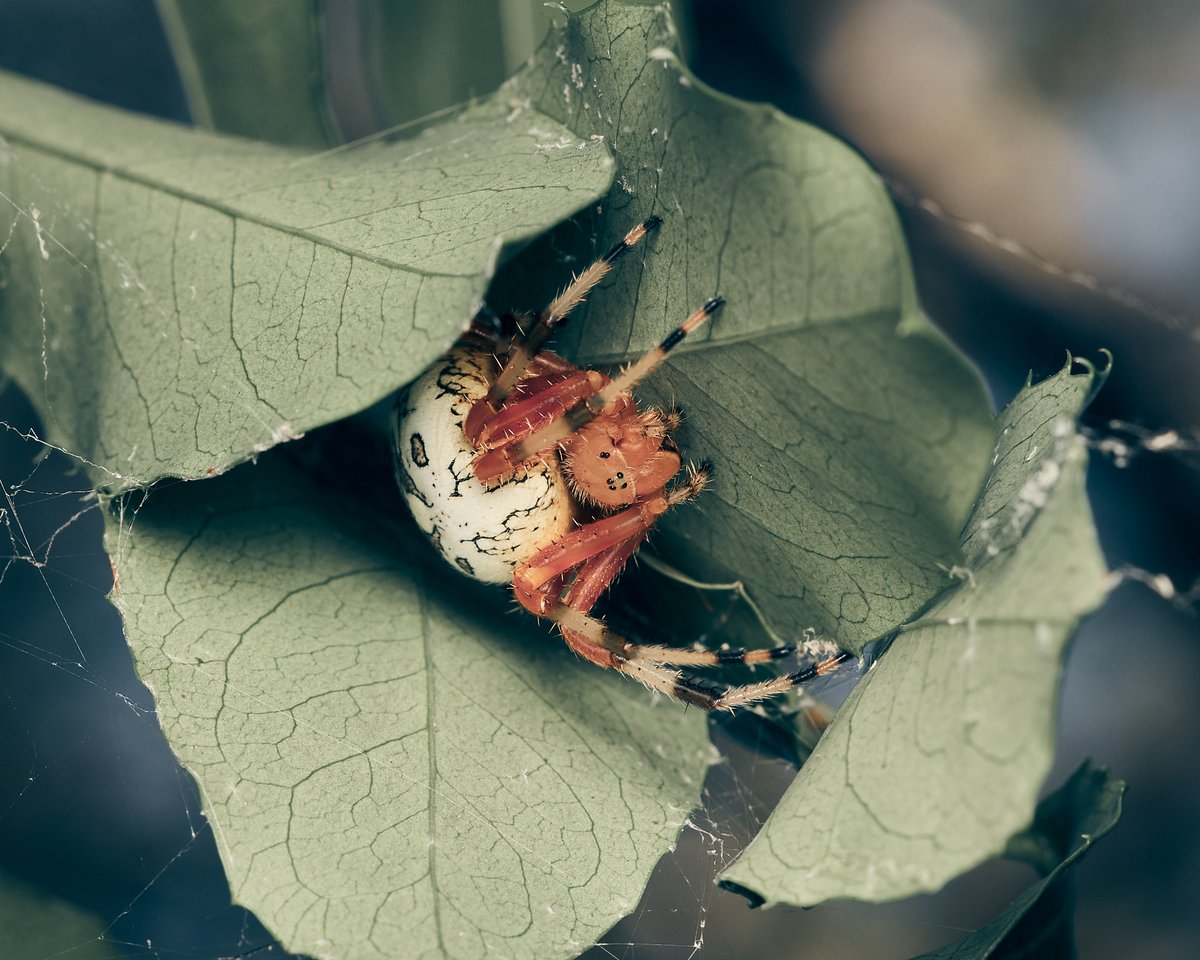 lowbassphotog's tweet photo. Found your hiding spot #marbledorbweaver #photography #wildlifephotography #animalphotography #spider #spiders #arachnid #macro #macrophotography #closeupphotography #orbweaver #spiderweb #webspinner #nature #arthropod #apppicoftheweek #canonfavpic #captureone https://t.co/SSC0R6xfZ9