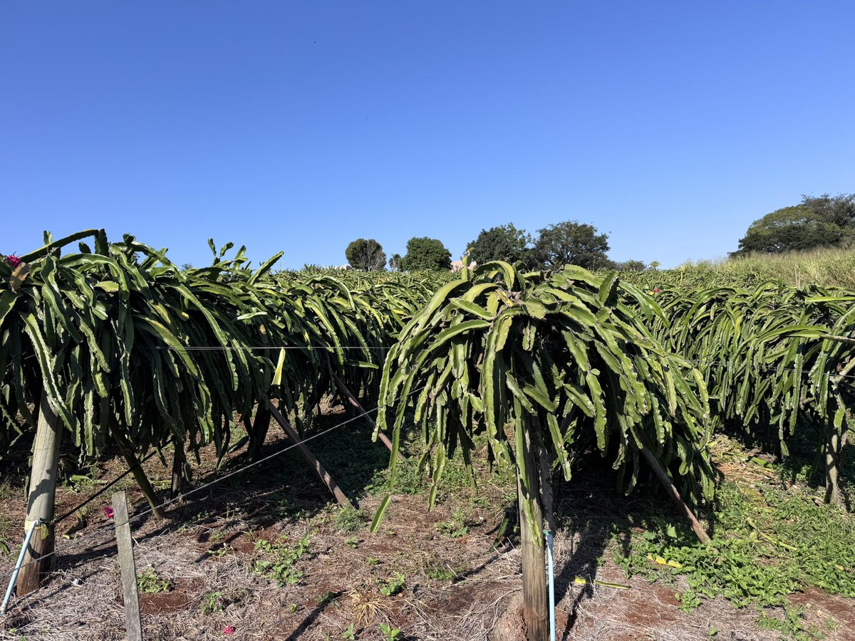vanderrochaphd's tweet image. Grateful to have been a speaker at the 4th Brazilian Sym­posium and 2nd Paranaense Meeting on Pitayas in Maringá! An incredible event filled with knowledge sharing, hands‑on experiences, and heartwarming reunions. 💬🌵✨

#Pitaya #PitayaSymposium #Maringa #Speaker #Horticulture
