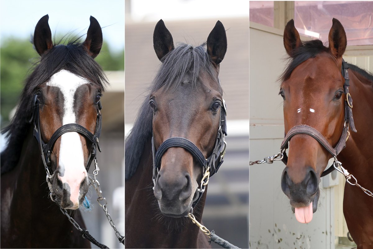 日本ダービー 推し馬を探せ👀】 『日本ダービー馬面パドック～素顔の優