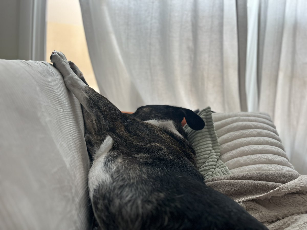 sloane (sîpihkopiyesîs) 🇵🇸🇨🇩🇸🇩 (@cottoncandaddy) on Twitter photo 