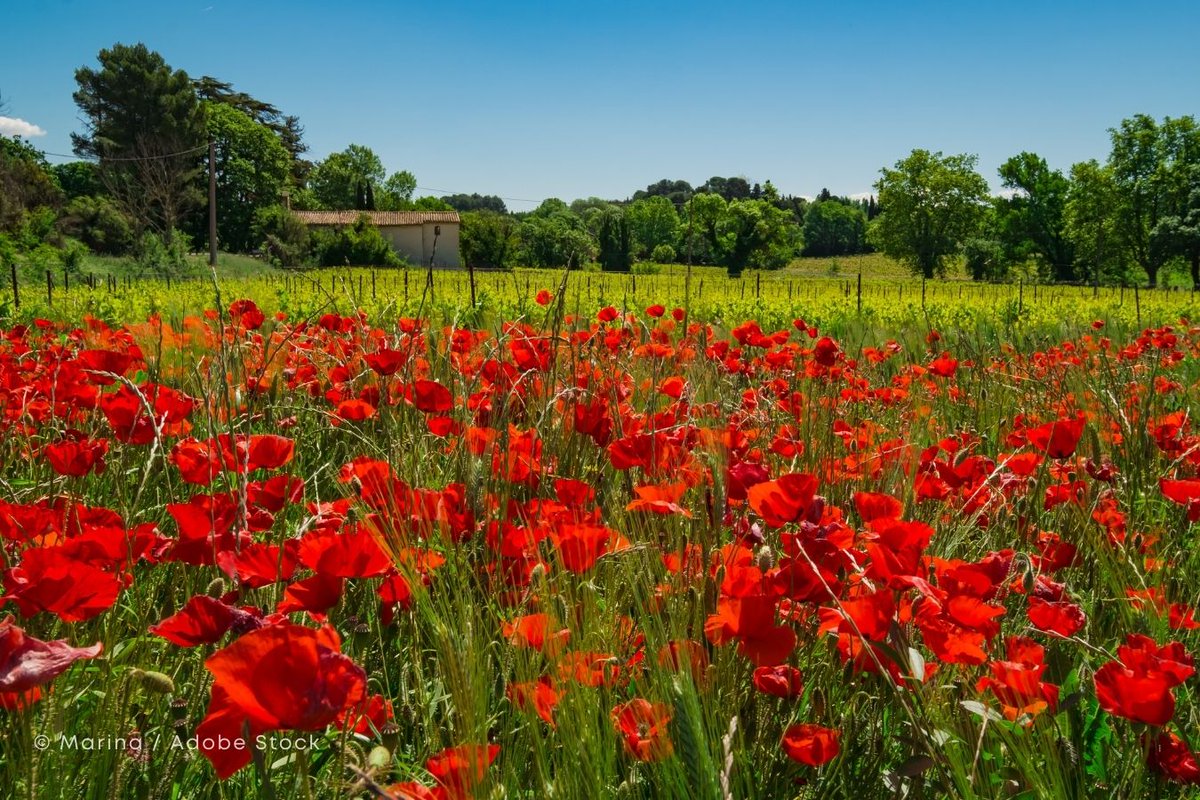 風に揺れる、ひなげしの花💕 フランスの田園風景に、赤いひなげし