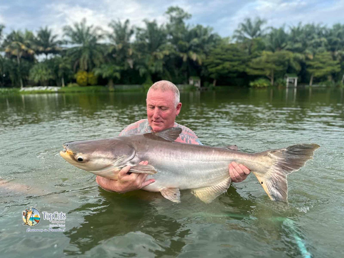 TopCatsThailand's tweet photo. 🎣 One Angler. Three Giants. One Unforgettable Day.
Some fishing days are good. Others are legendary — and for one of our recent anglers, it was nothing short of the latter.#Arapaima #MekongCatfish #AsianRedtail #MultiSpeciesFishing #CatchAndRelease #FishingAdventure #TrophyCatch https://t.co/hQdiMkq5bO
