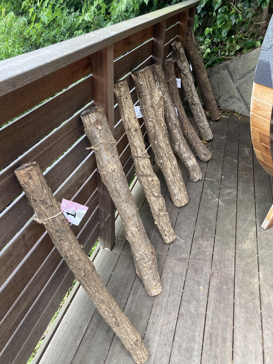 ALL_e88's tweet photo. 『シェアビレッジ葉山』
🍄🟫シイタケ部🍄🟫
原木の場所変えたみたい。。
で、この番号札は?
「観察日記📓つけようと思って!」
とマツっぴ
ほほぅ🥸
研究熱心ですな、スバラシイッ✨
#ALL_e
#ShareVillageHAYAMA
#シイタケ部
#マツっぴ
#観察日記
#番号札 https://t.co/kFaWOBv3m3
