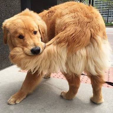 <a href="/porktendencia/">¿Por qué es Tendencia?</a> Los americanistas quejandose de un robo