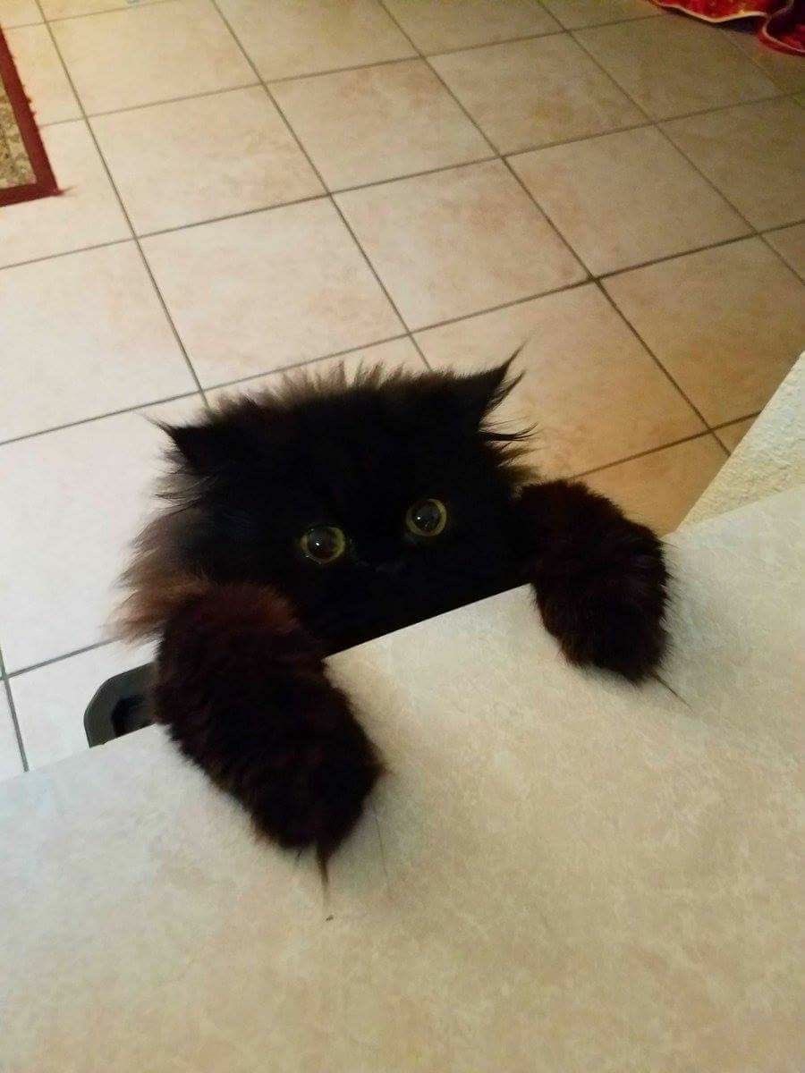 Black cats are not bad luck (@visualscat) on Twitter photo 