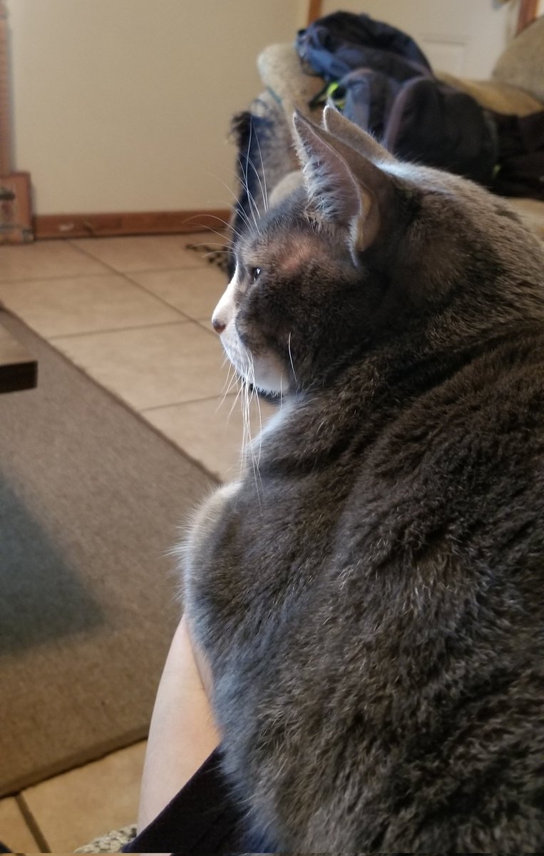Watching NHK World Japan, Suzuki Toshitaka Deciphering the Language of Birds. Felicia is fascinated even if the birds aren't on screen😆