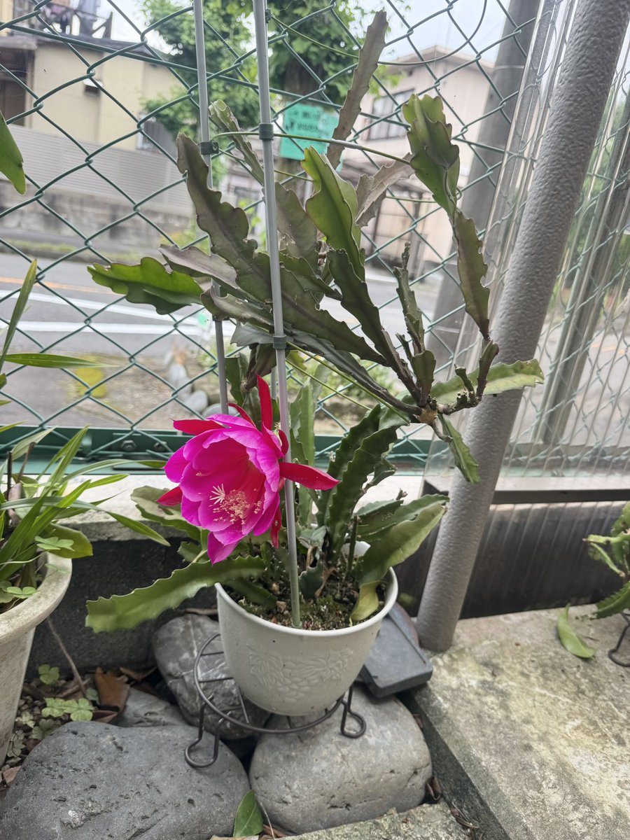 孔雀サボテン　PEAX-51 藤娘　紫勲　ホワイトマジック 孔雀サボテン PEAX-51 藤娘 紫勲 ホワイトマジック 孔雀 サボテン