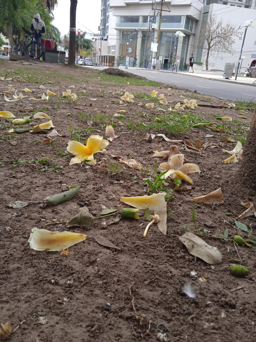 #AVeces la felicidad es sacar fotos en una tarde nublada.