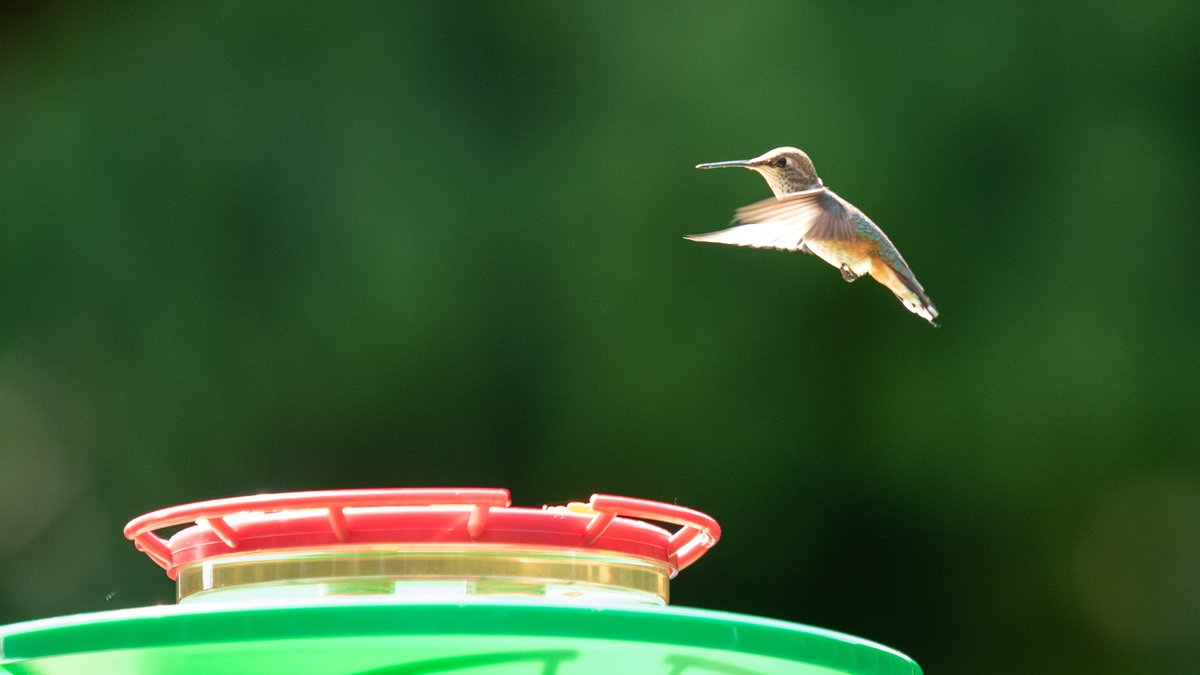 Late Spring brings out all of God's creatures, roaming the back yard. Captured today. Still couldn't get the shutter speed fast enough to stop the wings.

Such daredevils😎