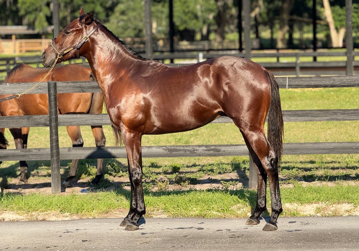 Gunnevera colt yearling