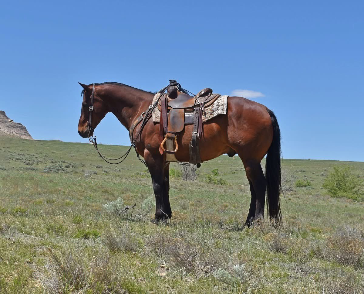 Only a few more sneak peak's before we reveal the FULL catalog! Photos, videos and more! Stay tuned! To receive a catalog, please send me a message with your mailing or email address!

legendbuttes.com