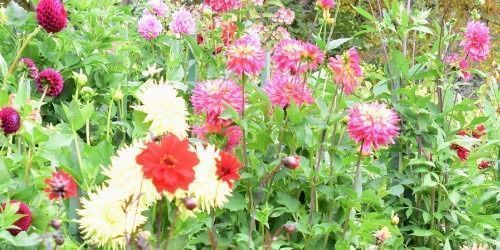 Whether you’re new to growing dahlias or looking to refine your companion planting strategy, this companion planting guide will provide everything you need to make your dahlia garden flourish. buff.ly/2idODrt #gardening #gardeners #flowergarden #gardeninspiration #dahlias