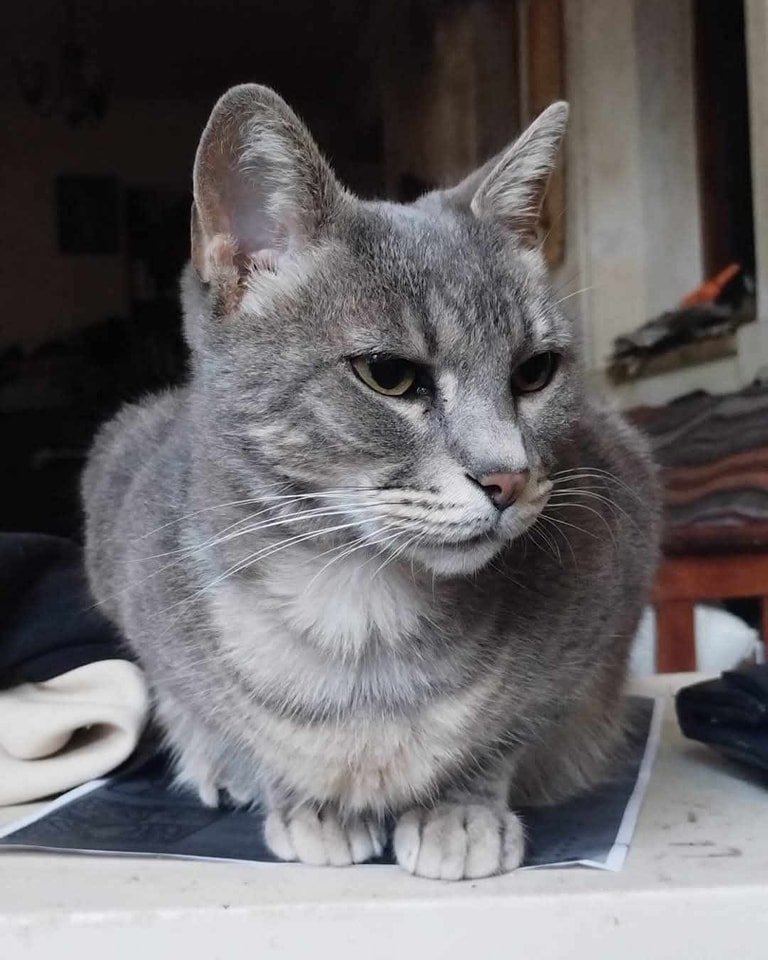#Perdiamigato 📢📢📢
RT RT RT 
GATITA PERDIDA EN VILLA PUEYRREDON!
Hace 2 meses que desapareció. Esta castrada. A lo mejor sepan de alguien que alimente a los gatos de la zona, alguien la pudo haber visto.
Contacto 1168888728