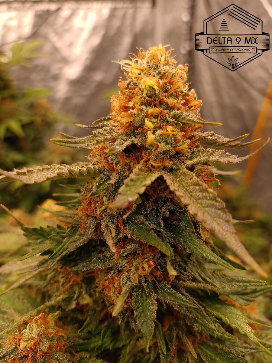Delta9MX's tweet image. Banda les presentamos a:
CRITICAL MANGO 
Híbrida 
💚💎🥭