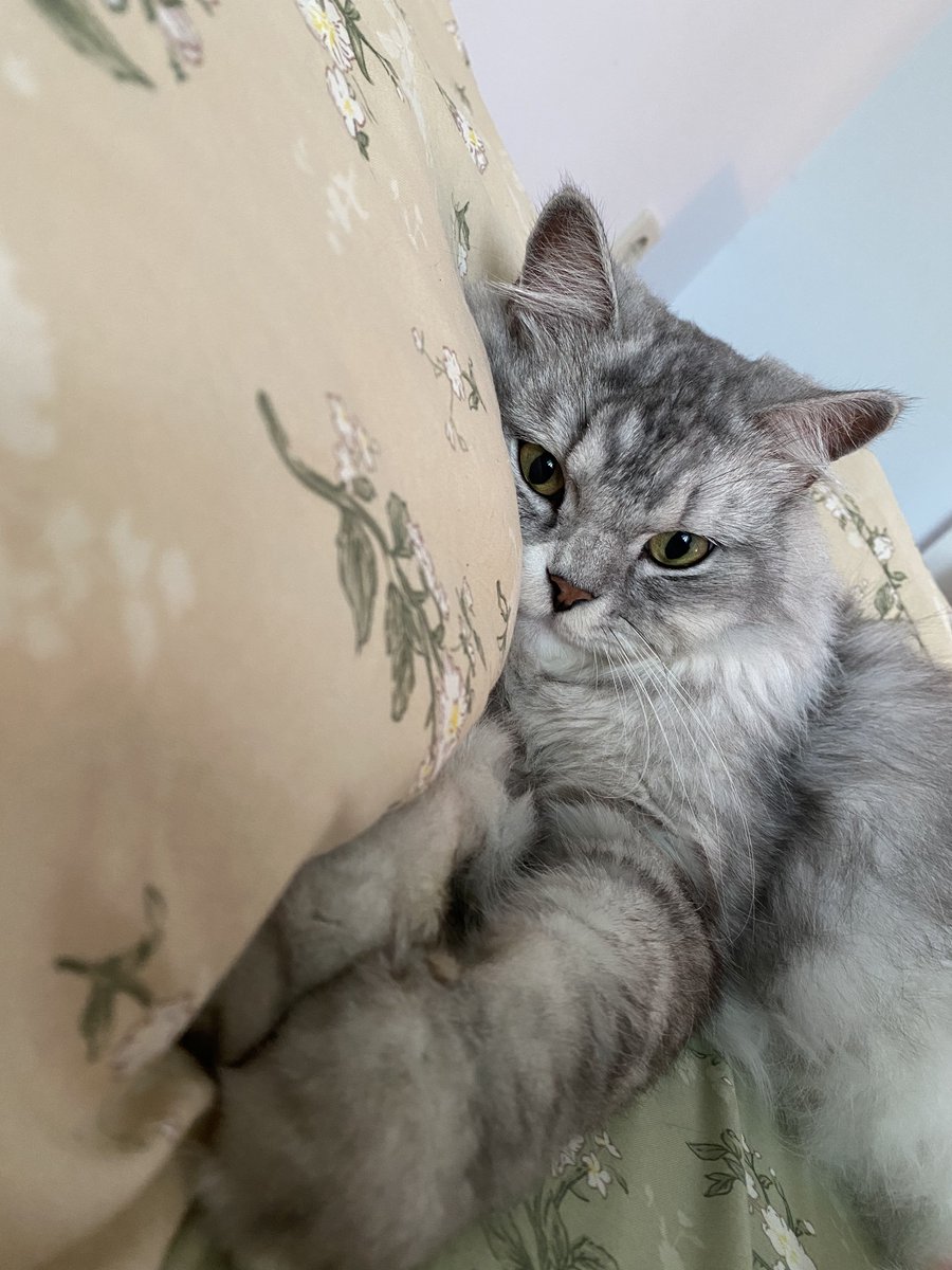 mocibiw's tweet photo. Pov tidur di sebelah cowok ganteng https://t.co/o5ciAHcvVG